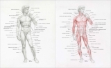 Артбук «Dynamic Human Anatomy: An Artist's Guide to Structure, Gesture, and the Figure in Motion» [USA IMPORT]
