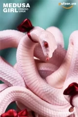 Оригинальная аниме фигурка &laquo;Medusa Girl Crimson Viper Illustrated by Yoshioka Complete Figure&raquo;